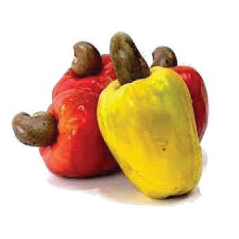 cashew damage