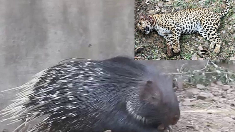 The death of a leopard