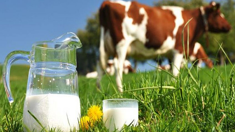 annual income of five lakh Milk brings sweetness to farmer life