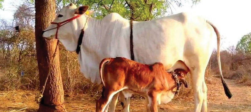 Animal Husbandry Department issue of livestock distribution scam will raised legislature nagpur
