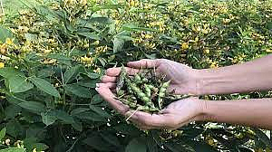 toor crop