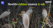 Birds from Vidarbha Birds from Vidarbha