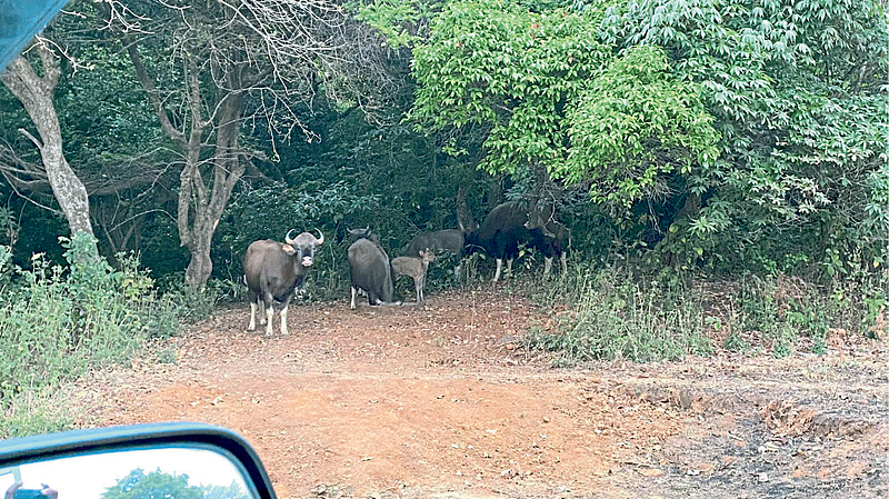 Wildlife Conservation on Samrudhi Highway mumbai