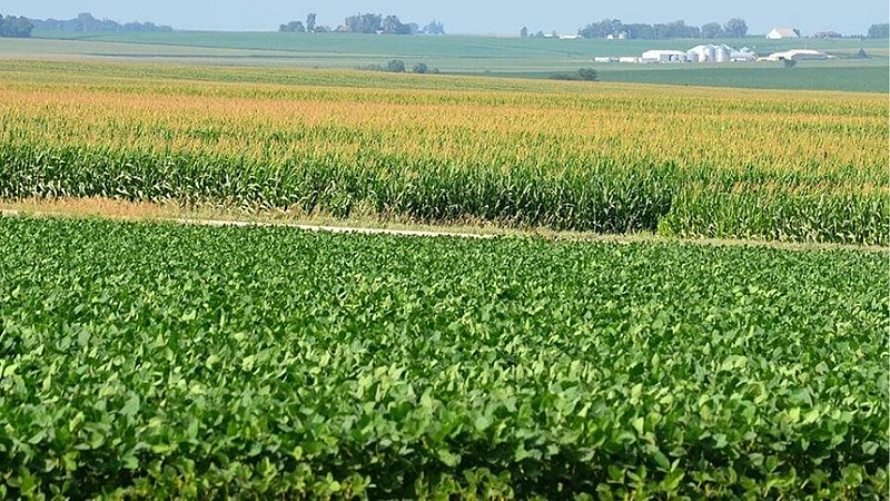 Summer soybean