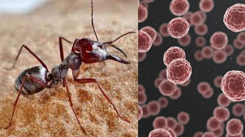 ants can detect cancer cells