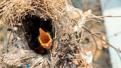 nature too animals birds and beasts is equally important