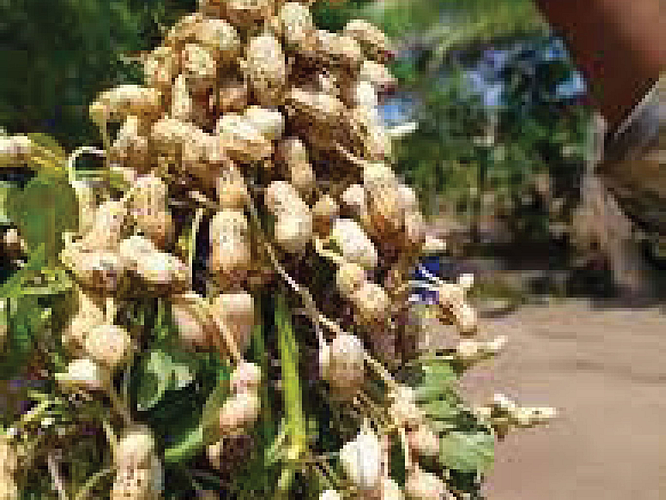 Agriculture Department Peanuts only 417 hectares Sowing record