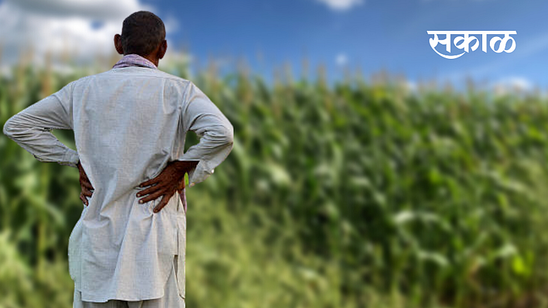 Farmers are worried as fungal diseases including insects are affecting the crops nashik marathi news