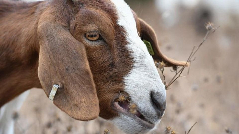 Goats death