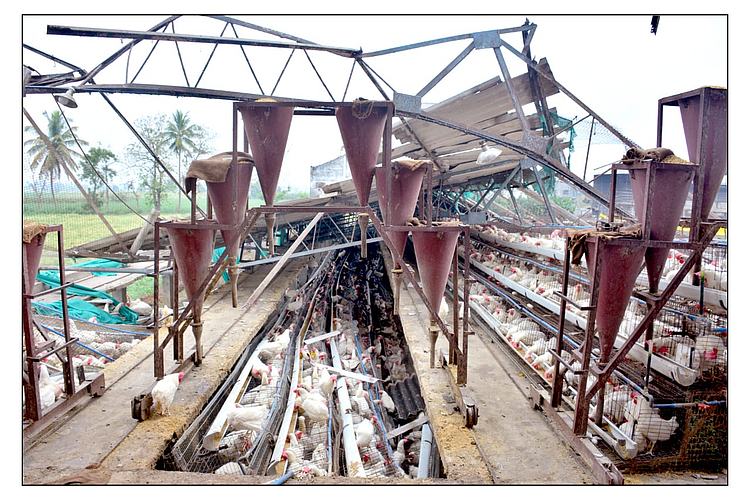 Cyclone Damage poultry farm 3000 birds dead Navekhed