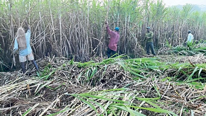 sugarcane