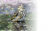 Sparrow Sparrow