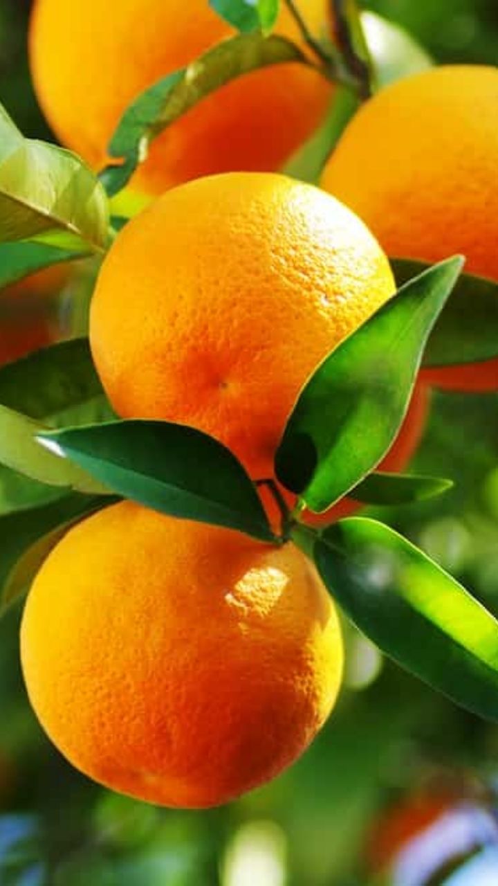 Citrus And Orange