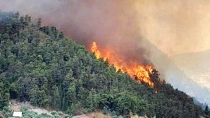 Fire in Forest