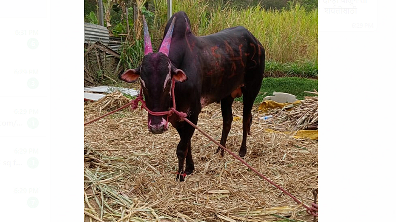 Baji Bullock