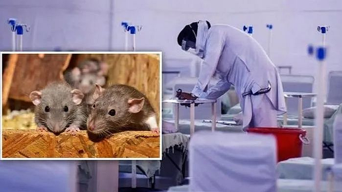 patient was bitten by a rat