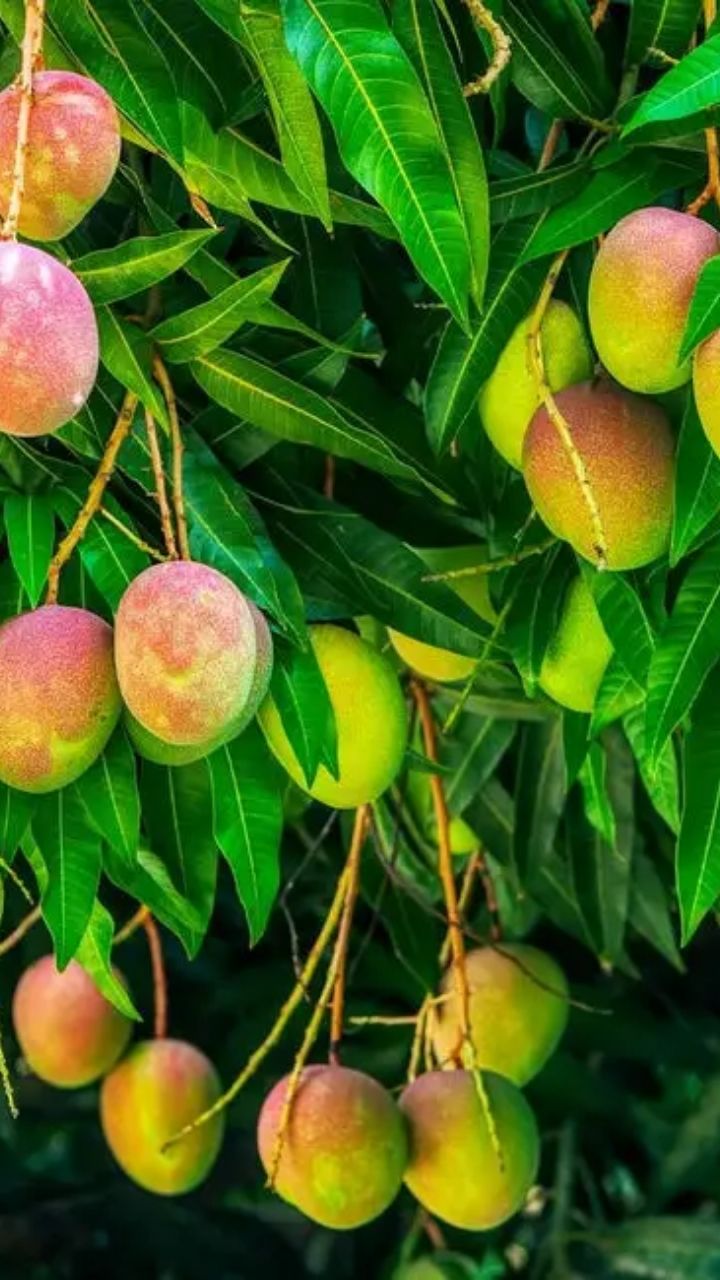 Mango