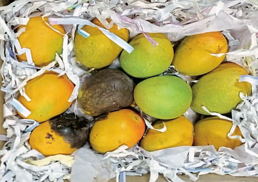 Mango turned blacked