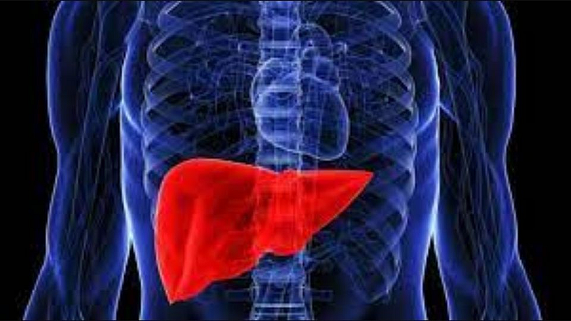 liver
