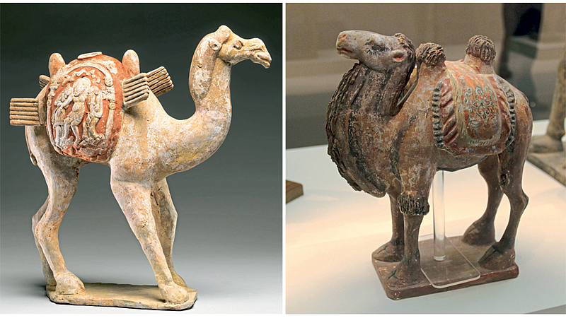 Camel