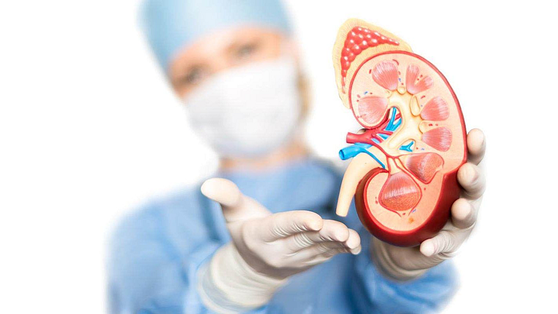 kidney