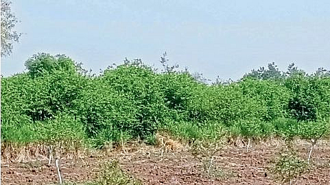 Akola increase heat loss lemon production