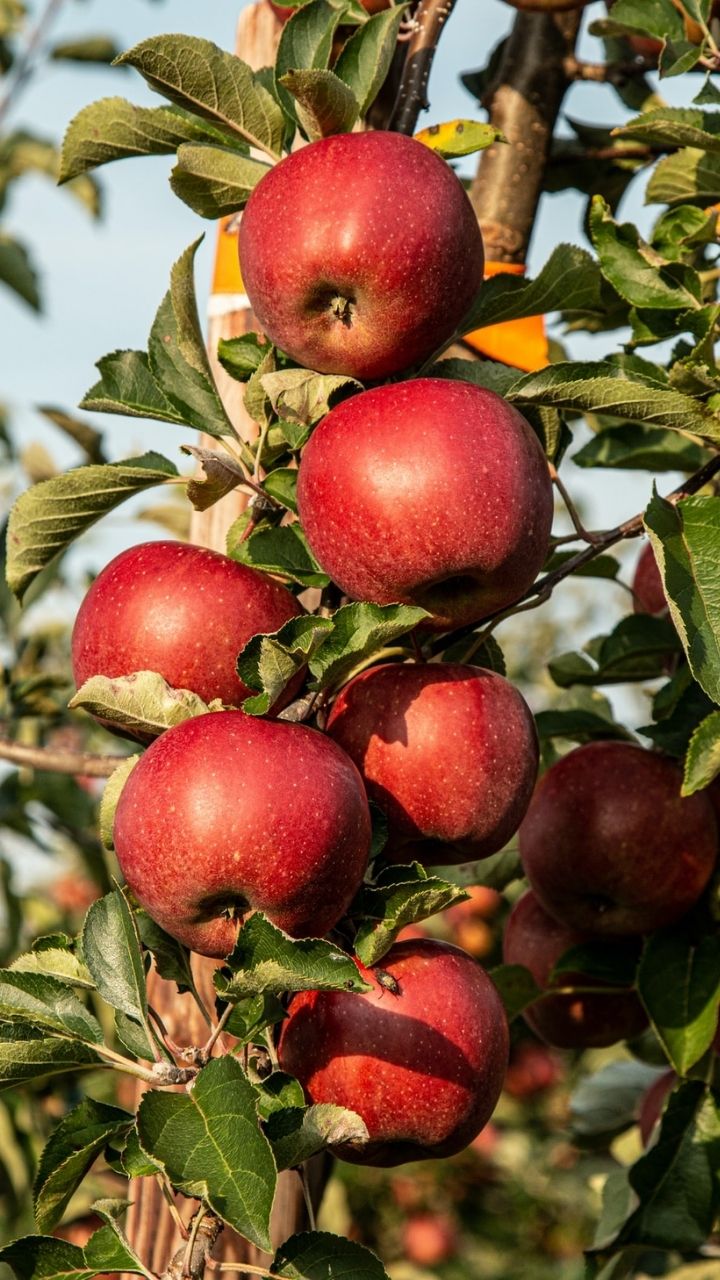 Apples