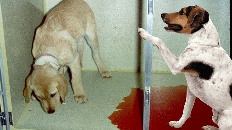 Parvo Virus in Dogs