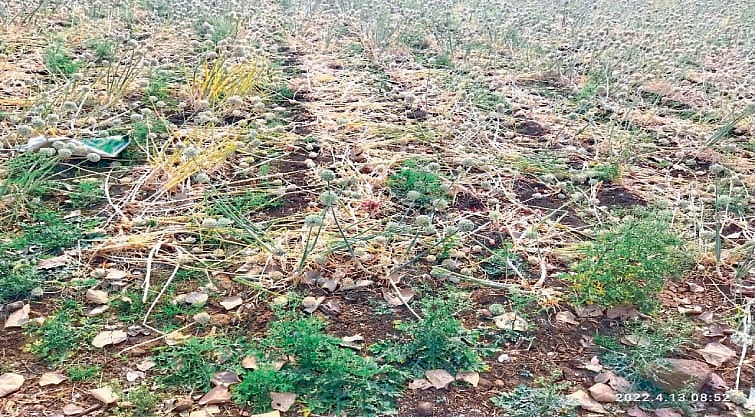 कांदा पिकाचे केलेले नुकसान