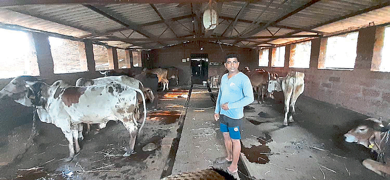 गिर गायींचे पालन