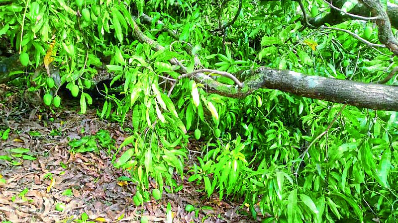 mango tree
