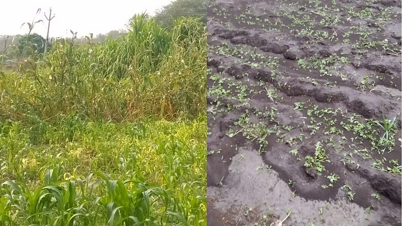 Damage crop