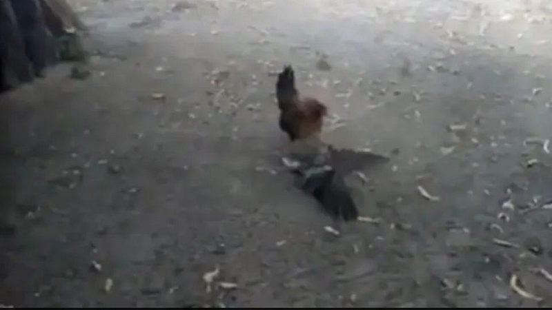 Viral Video