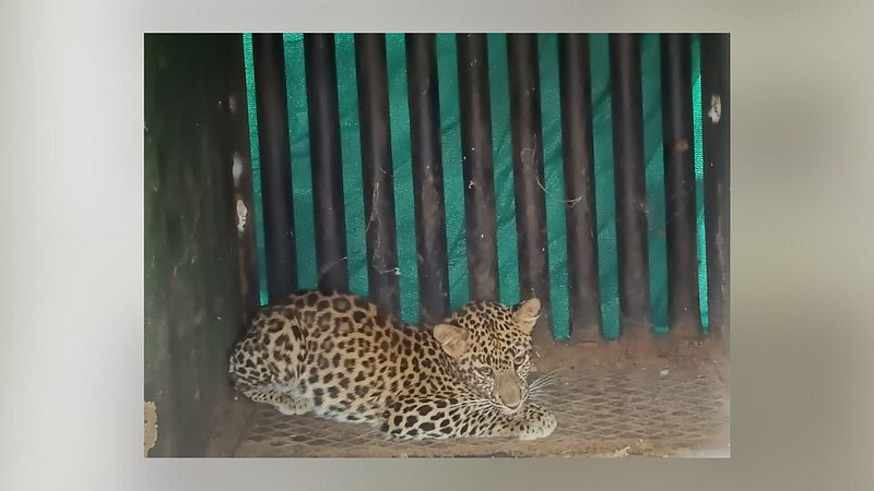 leopard caught