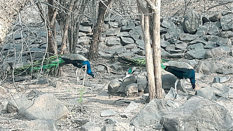Peacock