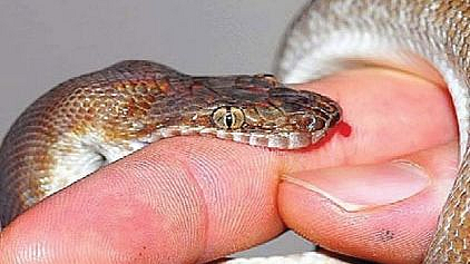 Most deaths due to snake bites in Odisha