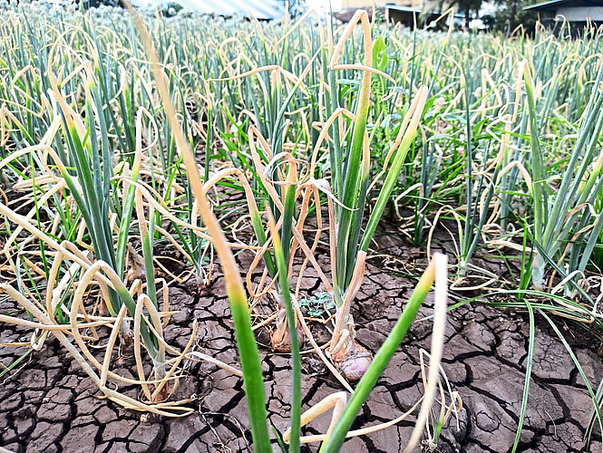onion crop
