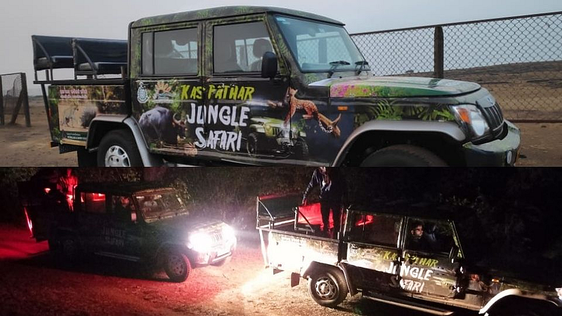 Night safari