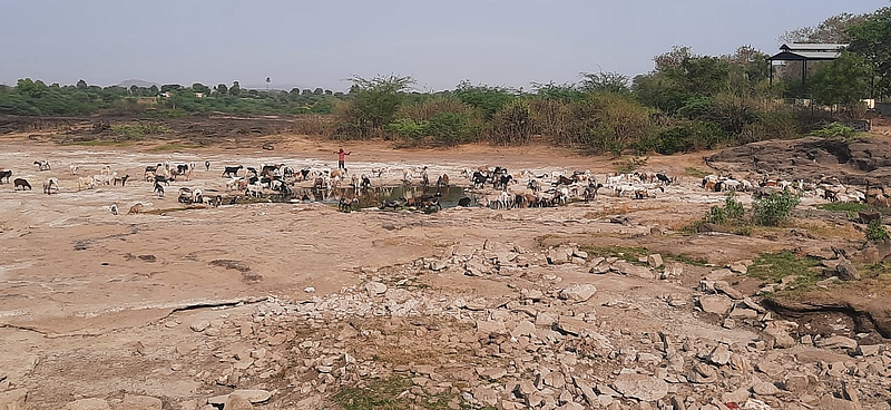 अंबासन : मोसम नदीपात्रातील डबक्यातून तहान भागवताना मेंढरे