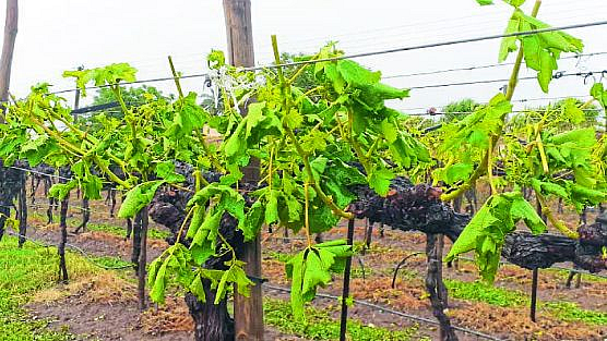 वादळी पावसाने द्राक्ष बागेचे झालेले नुकसान.