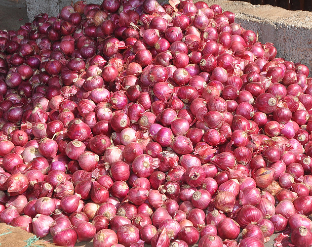 onion stock
