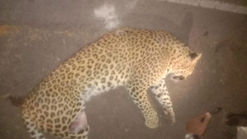 Leopards killed Asian highway third incident Valva