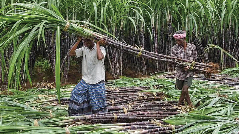 factory open till sugarcane crushing completed Chief Minister Uddhav Thackeray mumbai