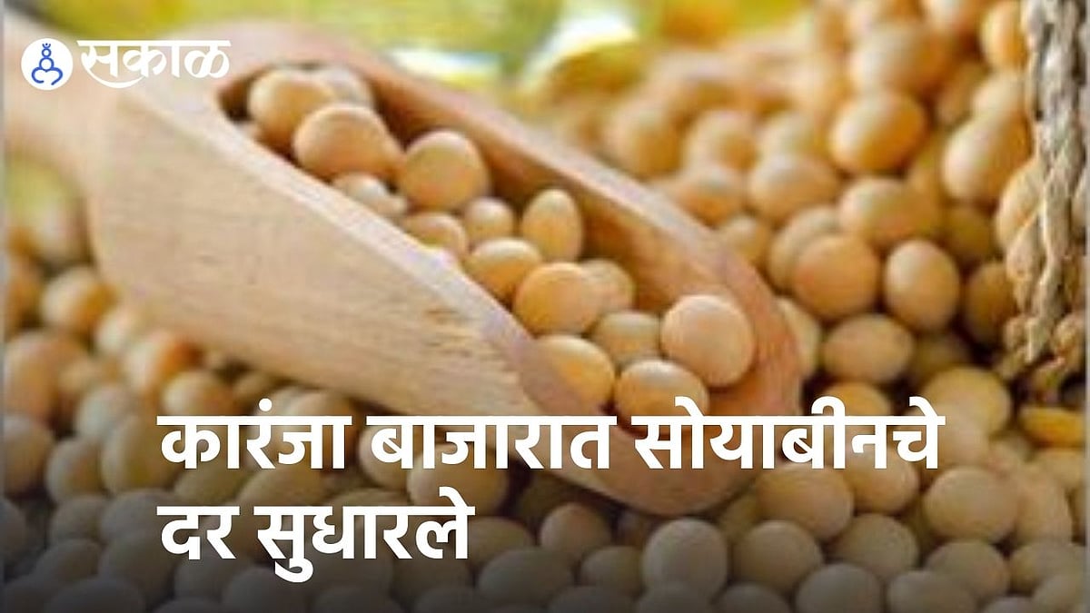 Soybean rates improved in Karanja market Sakal