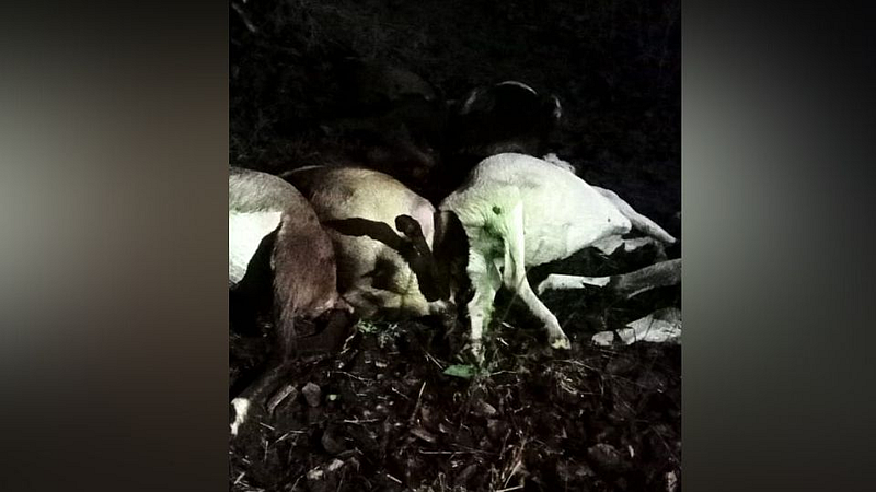 goats killed five injured lightning strike