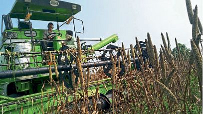Aaurangabad farmer Accelerate summer millet harvest