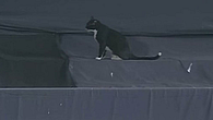 Black cat sitting on sight screen at brabourne stadium Black cat sitting on sight screen at brabourne stadium