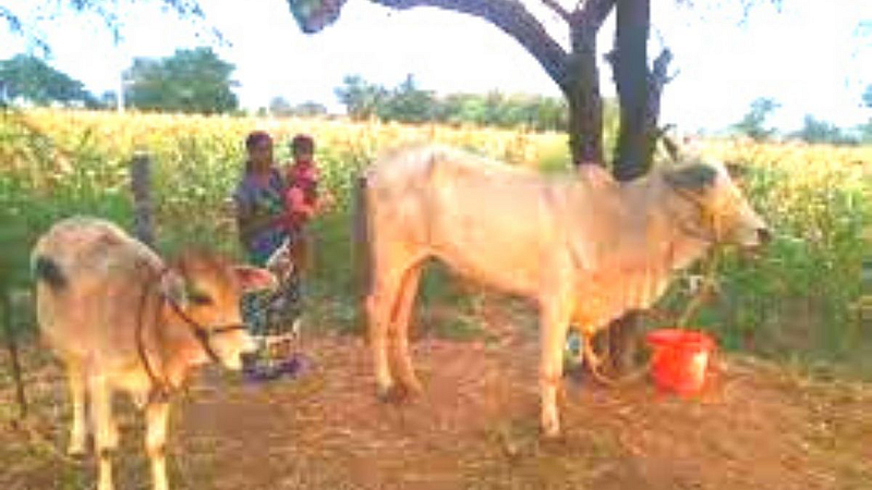 Widow farmer adoption scheme implemented in Akola Bachchu Kadu