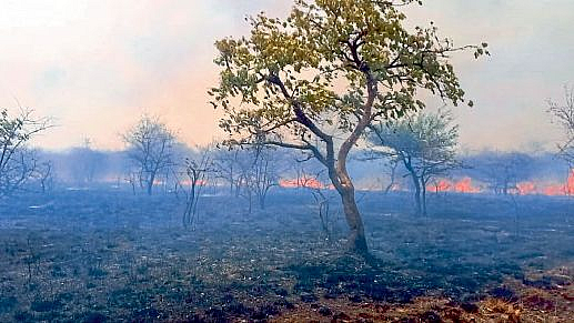 Nagpur fire at Gorewada forest animal safe fire brigade