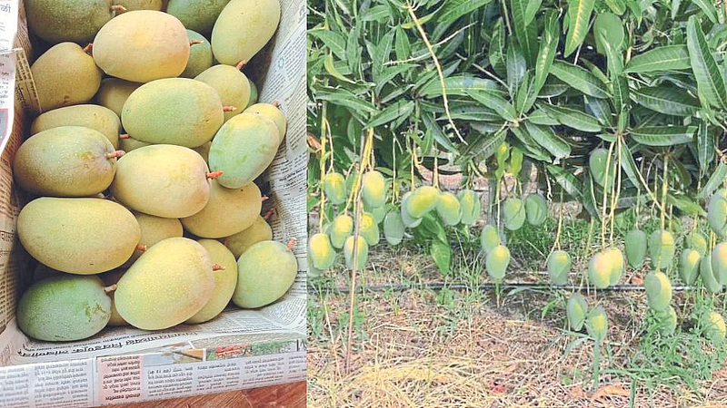 Raw Mangoes
